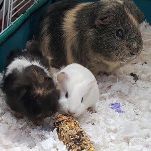 Meet your Posher, Patty